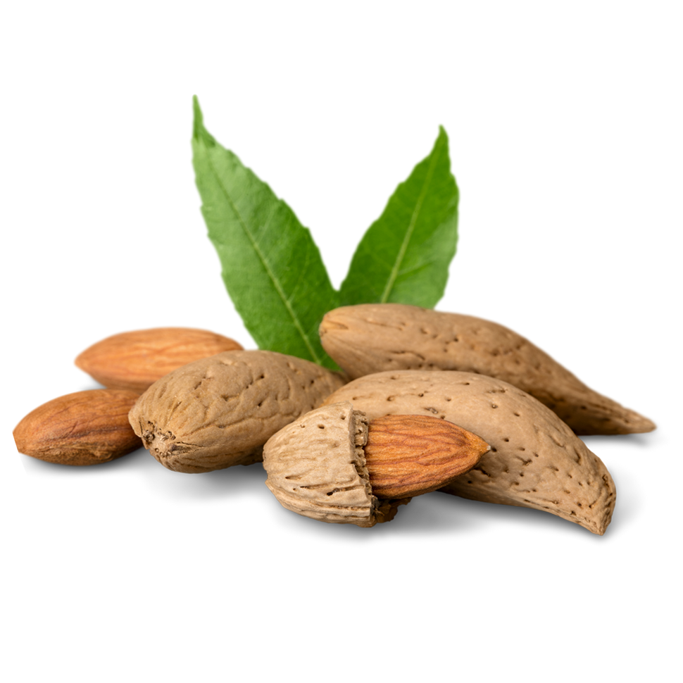 Almonds, used to make almond oil.