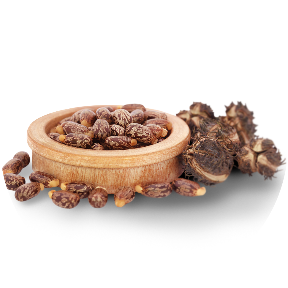 Raw ingredients for castor oil.