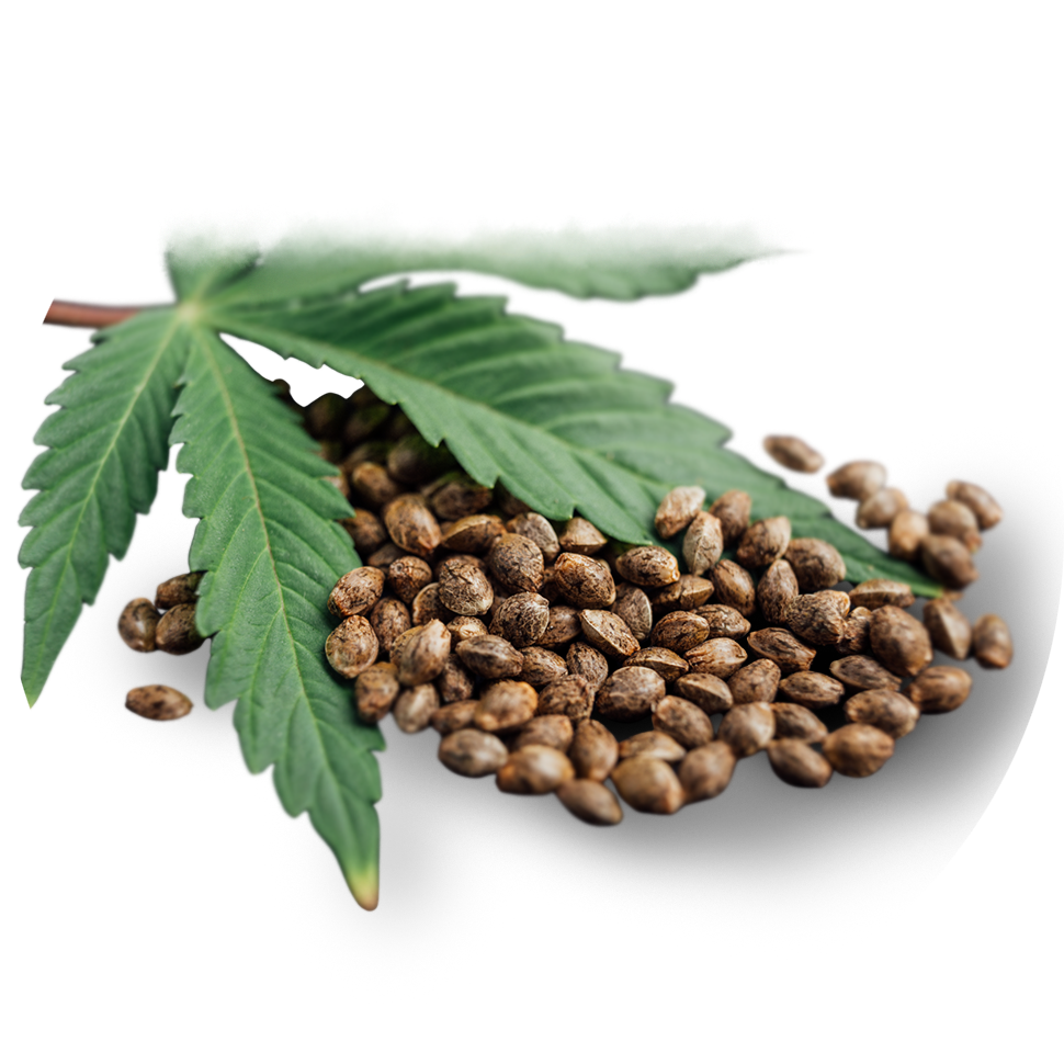 Raw hemp seeds used to create hemp seed oil.