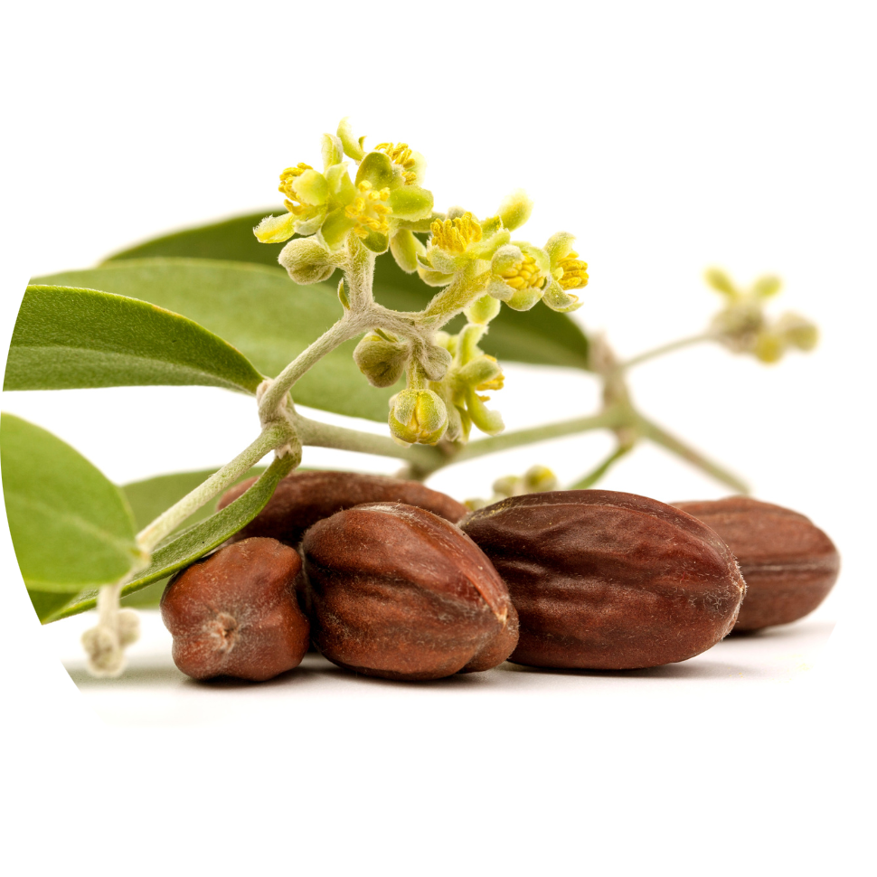Jojoba seeds used to make Gold Jojoba Oil