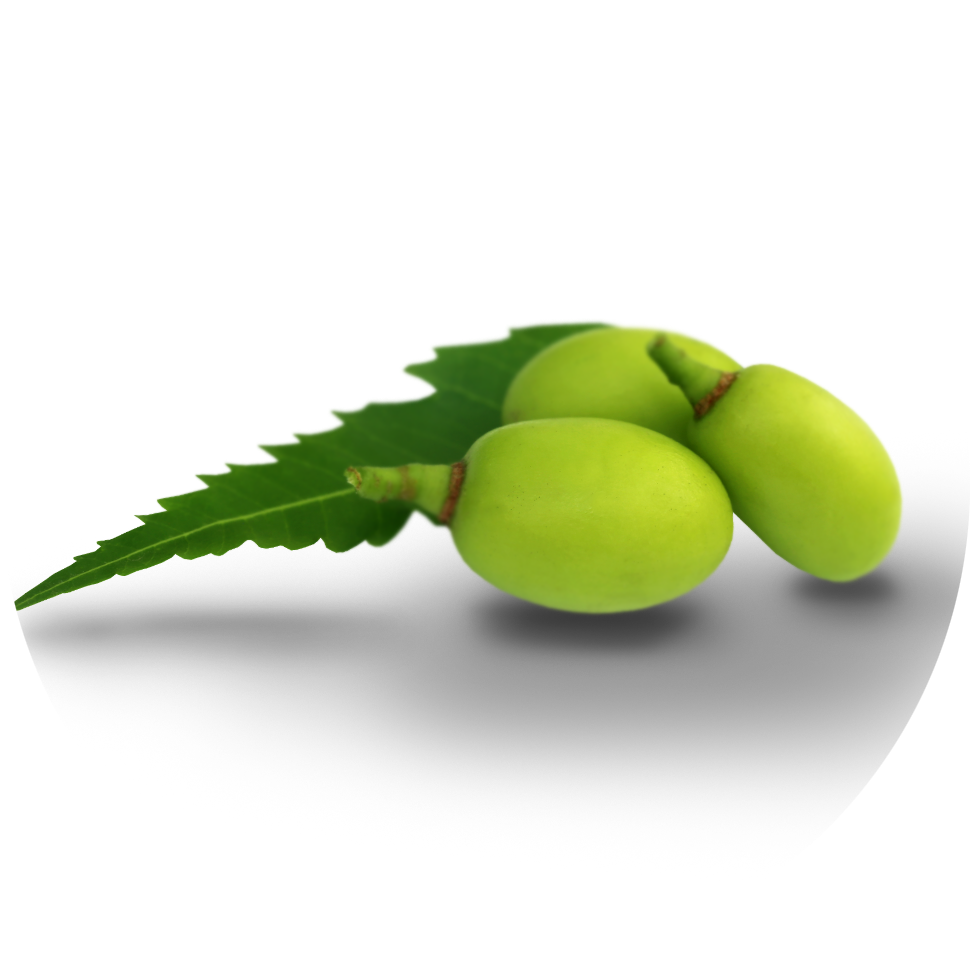 Raw ingredients for neem oil.